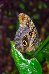 Fototapeta premium Brązowy i żółty motyl Caligo idomeneus siedzący na kawałku zielonej gałęzi z płytką głębią ostrości i selektywną ostrością