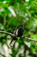 Black and white hummingbird standing on a little stick with shallow depth of field and selective focus on the eye