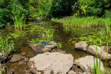 Small river in green forest at summer