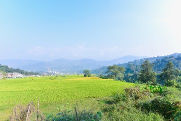 Rice Plantation in the Countryside of Nepal