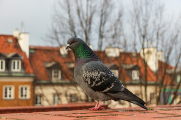 City pigeon with historic buildings in background