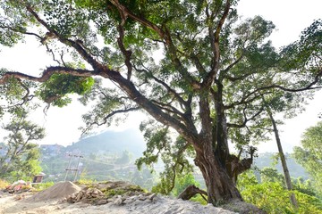 View of a Huge Tree in Bundipur Village in Nepal
