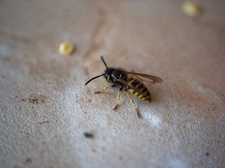 wasp on the table eating an Apple