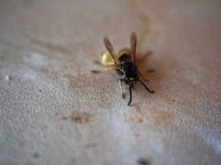 wasp on the table eating an Apple