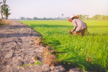  Farmer planting of the rice season, be prepared for planting,Asian farmer transplant rice seedlings in rice field,copy space.