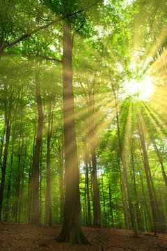 Sonnenstrahlen fallen durchs Bl&auml;tterdach
