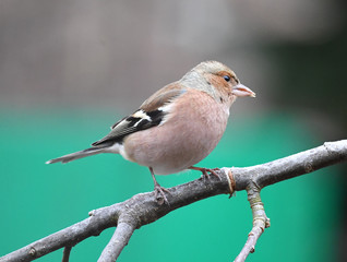 Männlicher Buchfink