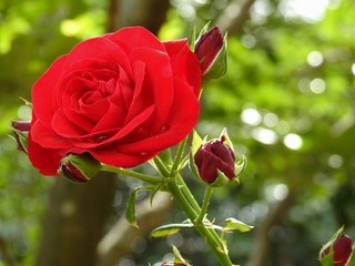 Close-up of a beautiful red rose with buds blooming in the garden, on a sunny day, after the rain. The petals still keep some raindrops. In the background, blurred vegetation. Bokeh effect.