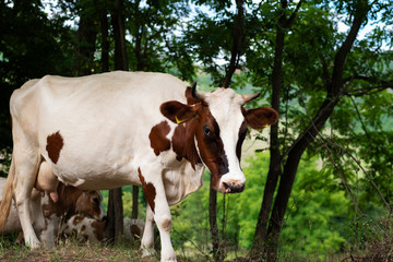 Fototapeta na wymiar White and brown cow in front of mountain forest landscape.Classic rural farm cowshed. Milking cows. Animal husbandry concept