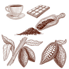 A set of products from cocoa beans: chocolate, liquid hot chocolate in a cup, scoop for cocoa powder and growing beans.