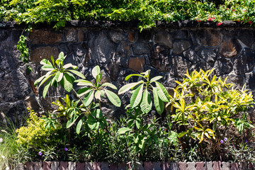 plants in the garden