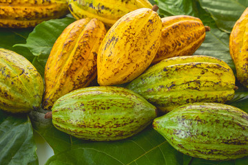 Cocoa pods with Cocoa leaf on a white background