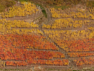 Farbenspiel in den Weinbergen bei Valwig / Mosel