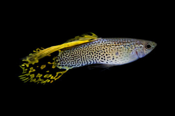 Yellow lace pin tail guppy fish (Poecilia reticulata) on black isolated background