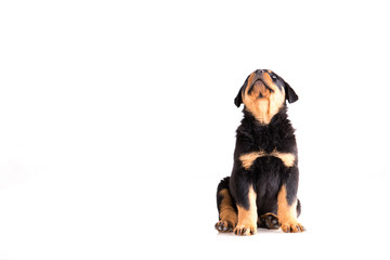 Rottweiler puppy sitting on a white background