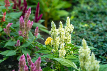 Close up of Plumed cockscomb or Silver cock's comb (Celosia argentea)