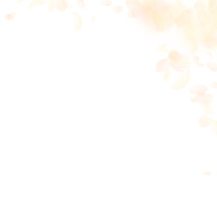 Obraz premium Yellow orange flower petals falling down. Cute rom