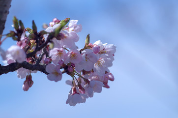 桜の花