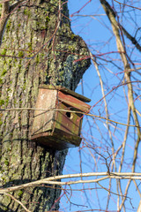 birdhouse on a tree