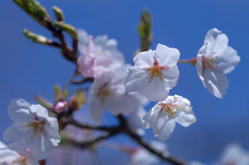 桜の花