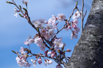桜の花