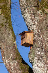 birdhouse hanging at the stem of a tree in winter in front of blue cloudless sky