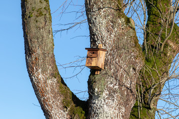 birdhouse on a tree in winter in front of blue sky