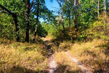 Rural dirt road through a green forest at summer
