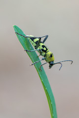 grape wood borer - Chlorophorus varius