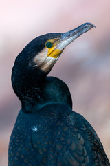 Great cormorant - Phalacrocorax carbo