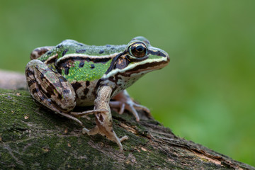 common water frog