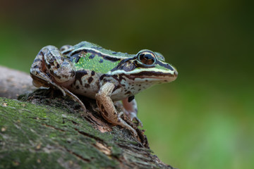 common water frog