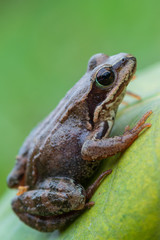 Grass Frog