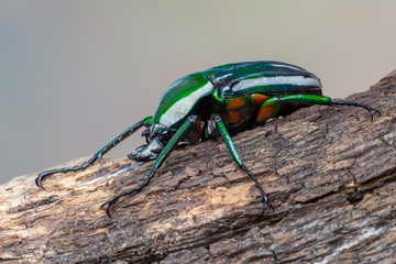 Dicronorhina derbyana derbyana