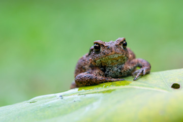 toad - bufo bufo