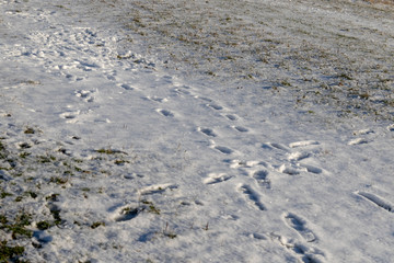 Human footprints in the snow on a meadow in winter