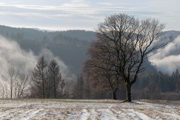 winter landscape with trees and blue sky