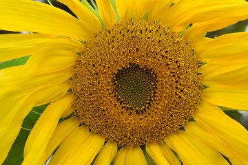 Close-up of a yellow unripe sunflower