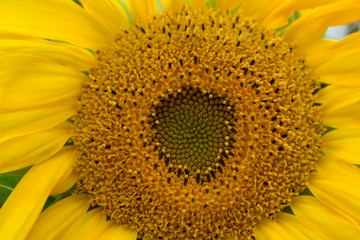 Close-up of a yellow unripe sunflower