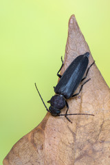 longhorn beetle - Arhopalus sp.