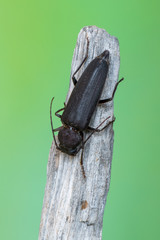 longhorn beetle - Arhopalus sp.