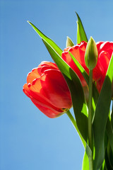Bouquet of red tulips on blue background, greetings card with flowers