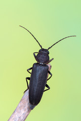 longhorn beetle - Arhopalus sp.