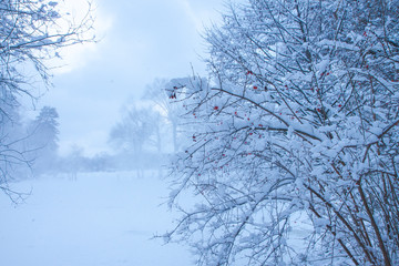 The bush with red berries. Snowy day on a forest. Calm winter landscape. Christmas background.