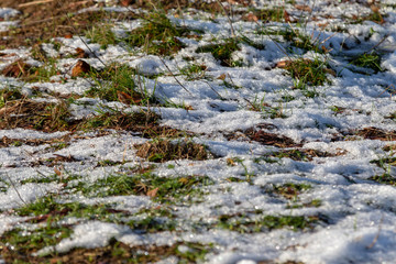 Snow in the green grass in winter