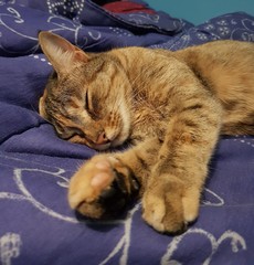 Fototapeta na wymiar chat qui dort sur la couette du lit