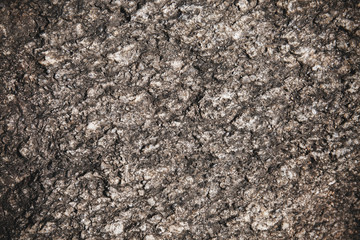 Old rustic dark tree bark with natural pattern, Abstract grunge nature background, Close-up, Macro shot.