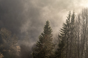 fog in the forest in winter at the sunset