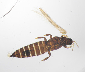 Thrips validus under the microscope