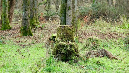 Baumstumpf als Sessel mit Moos bewachsen, Wald-Thron im Bergischen Land